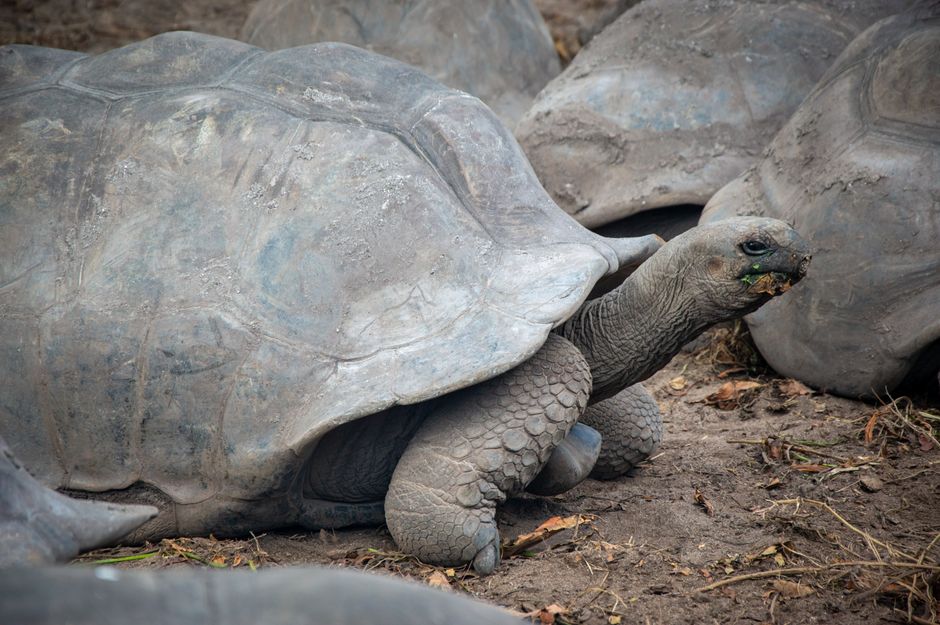 A close-up view of a giant tortoise in its natural outdoor habitat, showcasing its large shell and textured sk