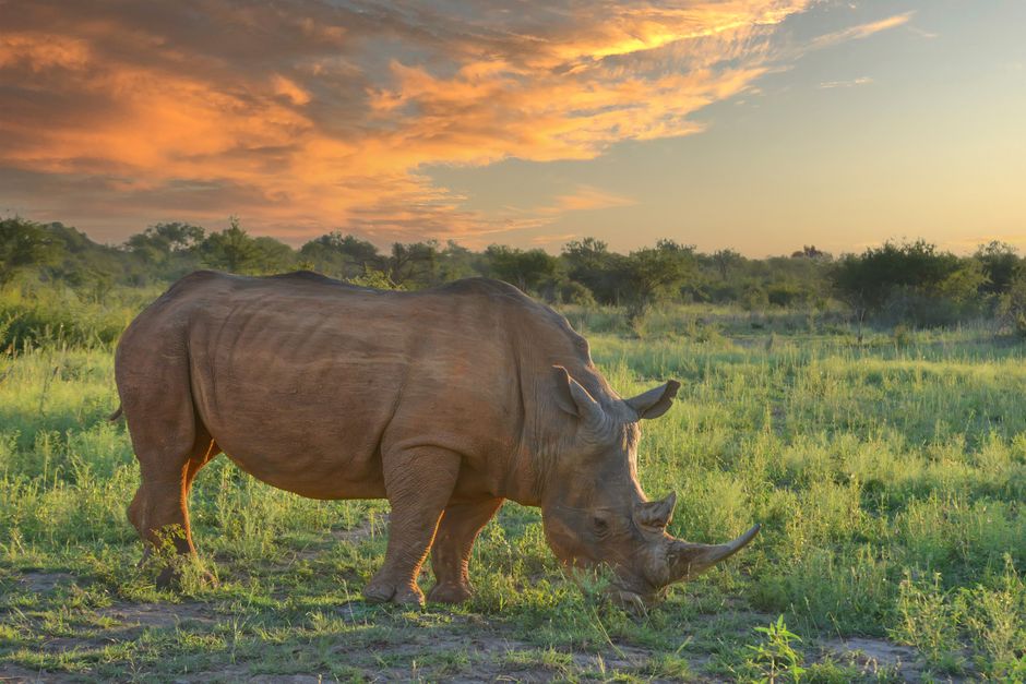 A rhinoceros peacefully grazes in the African savannah at sunset under a dramatic sky