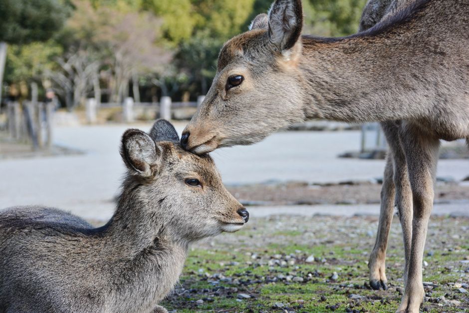 A tender moment between a mother deer and fawn in Nara Park, Japan