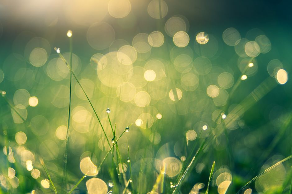 Vivid bokeh effect of morning dew on grass, creating a dreamy atmosphere.