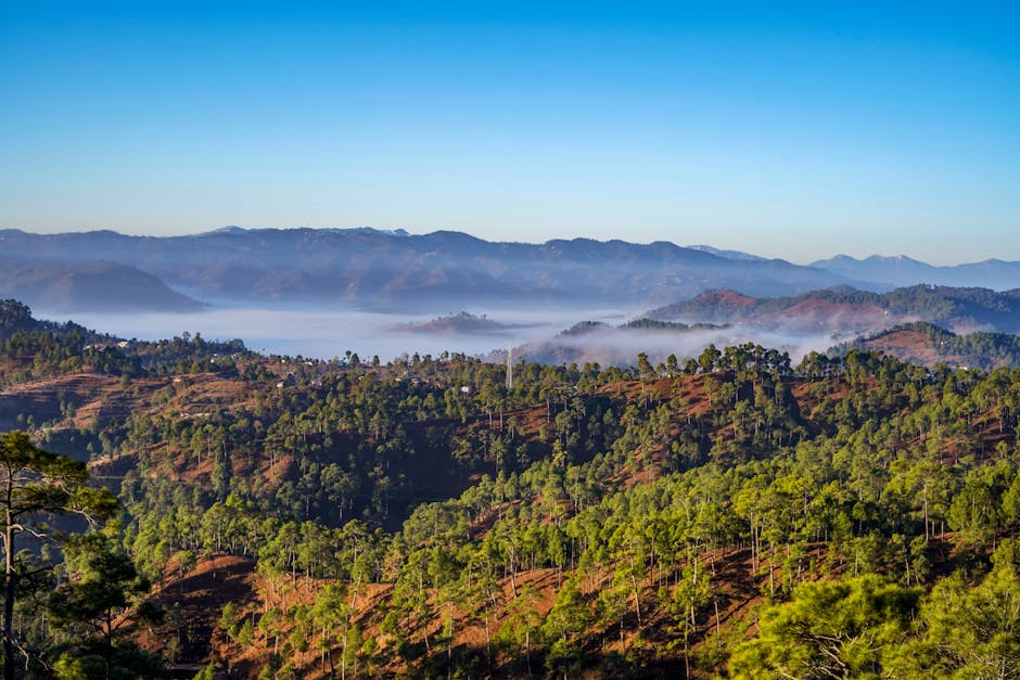 Scenic view of misty hills and forest in northern India. Perfect for nature lovers.