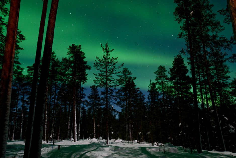 Breathtaking view of the northern lights shining over a snowy forest landscape at night