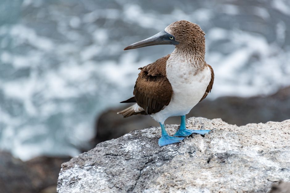 The Galápagos Islands: A First-Timer’s Guide