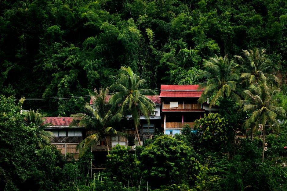Rural house surrounded by dense tropical forest with palm trees, showcasing serene nature.