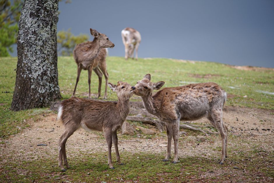 Exploring Nara: Deer Park and Ancient Temples