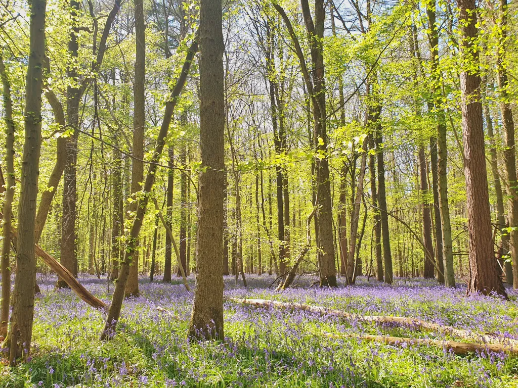 Belgium’s Blue Forest