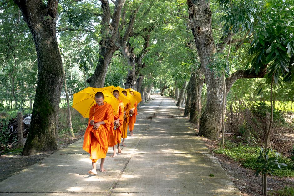 Monks in orange robes walk down a tree-lined path holding yellow umbrellas.