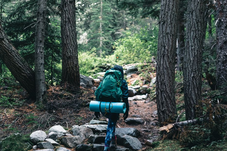 A backpacker hiking through a lush Canadian forest, showcasing outdoor adventure in nature.