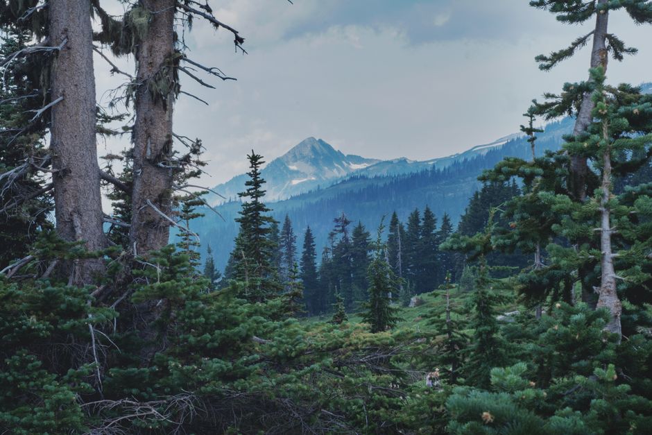 Serene landscape of coniferous forest with distant snowcapped mountain in Olympia, WA.