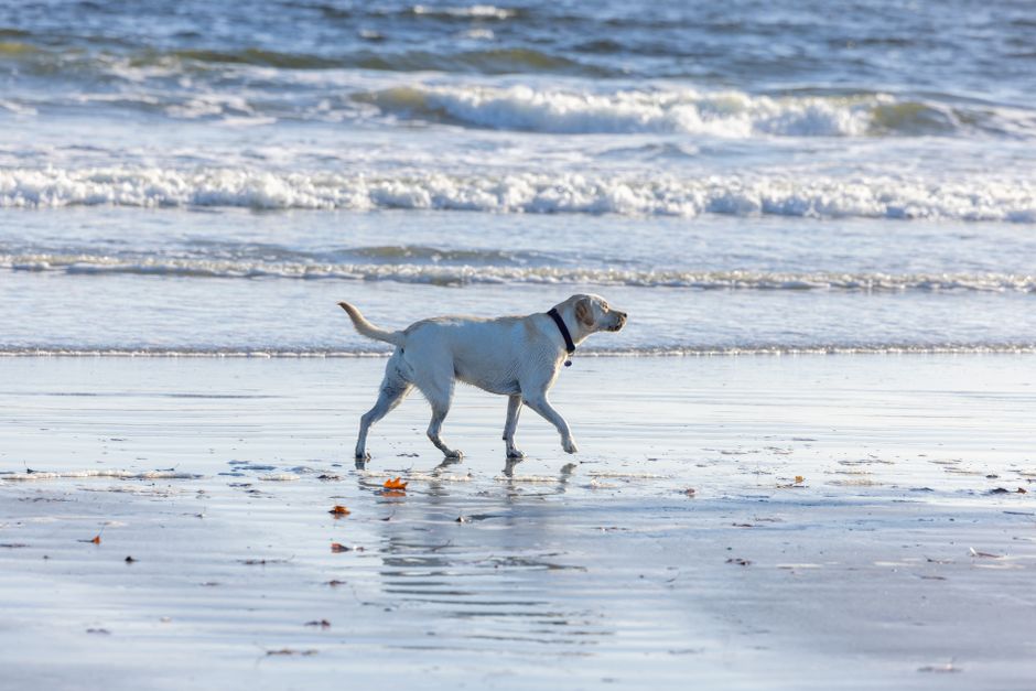 A Labrador Retriever enjoys a walk along a sunny beach with gentle waves.
