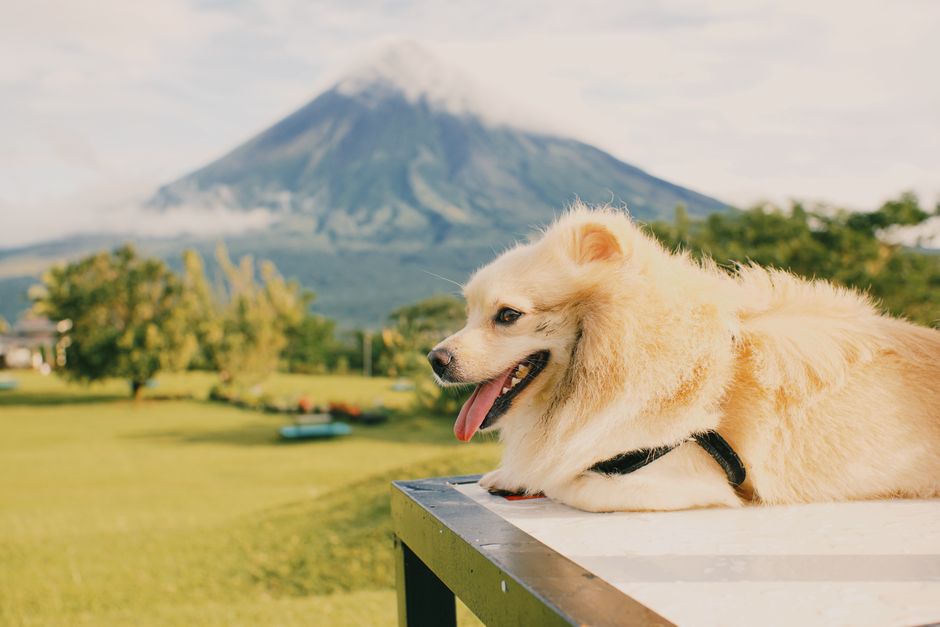 Pet-Friendly Accommodations Road Trips Usa: Find Pet-Friendly Accommodations for Road Trips Across the USA in 2026
