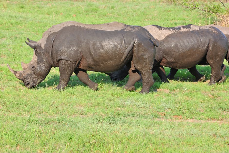 Safari in Kruger National Park: A Planning Guide