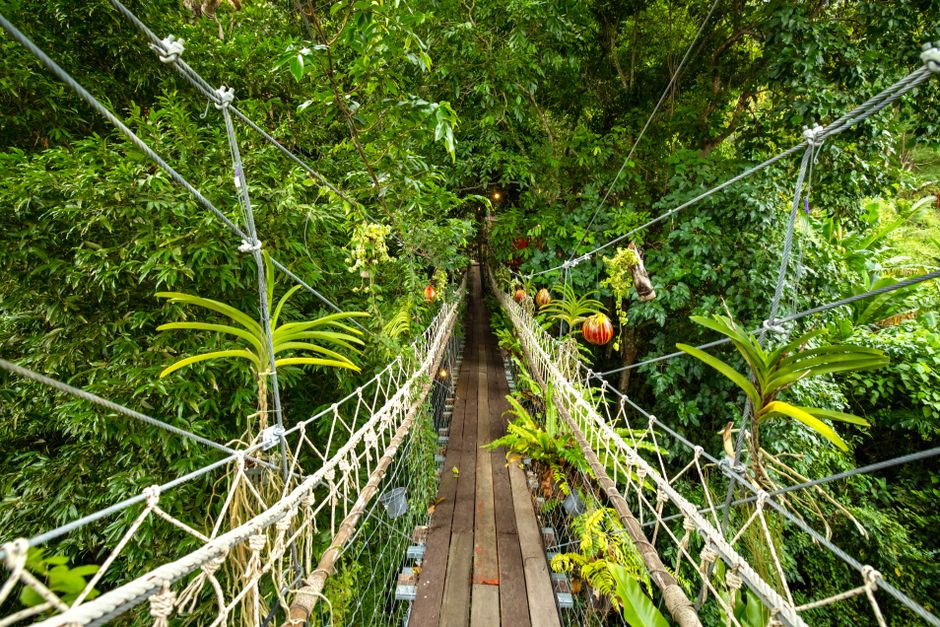 Explore the serenity of nature via a hanging bridge enveloped by vibrant green trees.