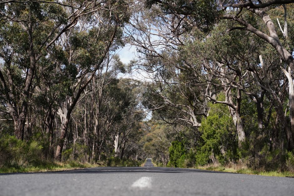 A serene road cutting through a dense forest, surrounded by tall trees and natural beauty.